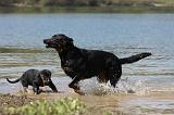 BEAUCERON 677